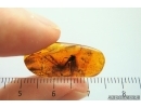 True Bug Miridae, Spider and More. Fossil inclusions in Baltic amber #14158