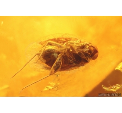 True Bug Miridae, Caddisfly and Long-legged Fly. Fossil insects in Baltic amber #14159