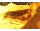 True Bug Miridae, Caddisfly and Long-legged Fly. Fossil insects in Baltic amber #14159