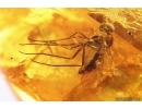 True Bug Miridae, Caddisfly and Long-legged Fly. Fossil insects in Baltic amber #14159