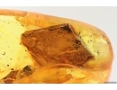 True Bug Miridae, Caddisfly, Long-legged Fly and big amber Fragment inside. Fossil insects in Baltic amber #14159