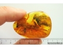 True Bug Miridae, Caddisfly and Long-legged Fly. Fossil insects in Baltic amber #14159