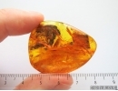 True Bug Miridae, Caddisfly, Long-legged Fly and big amber Fragment inside. Fossil insects in Baltic amber #14159