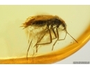 Rare Bug Heteroptera. Fossil insect in Ukrainian Rovno amber #14160