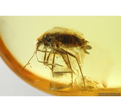 Rare Bug Heteroptera. Fossil insect in Ukrainian Rovno amber #14160