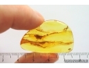 Rare Bug Heteroptera. Fossil insect in Ukrainian Rovno amber #14160