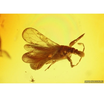 Rare Gnat Bug, Enicocephalidae. Fossil insect in Baltic amber #14161