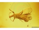 Rare Gnat Bug, Enicocephalidae. Fossil insect in Baltic amber #14161