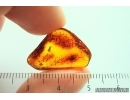 Rare Gnat Bug, Enicocephalidae. Fossil insect in Baltic amber #14161