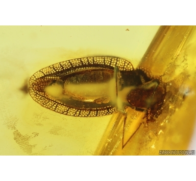 Rare Lace Bug Tingidae. Fossil insect Baltic amber #14162