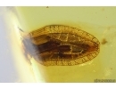 Rare Lace Bug Tingidae. Fossil insect Baltic amber #14162