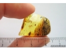 Rare Lace Bug Tingidae. Fossil insect Baltic amber #14162