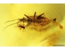 Very NiceTrue Bug Heteroptera Miridae. Fossil insect in Ukrainian Rovno amber #14163R