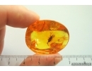 Very NiceTrue Bug Heteroptera Miridae. Fossil insect in Ukrainian Rovno amber #14163R