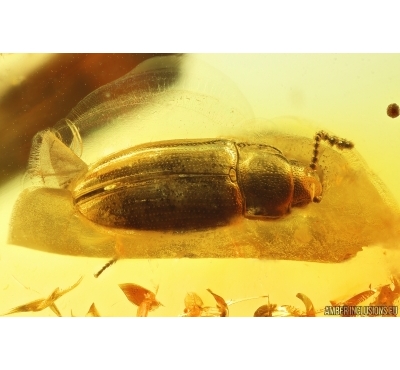 Rare Pleasing fungus beetle Erotylidae. Fossil inclusion in Baltic amber #14164