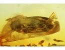 Rare Pleasing fungus beetle Erotylidae. Fossil inclusion in Baltic amber #14164