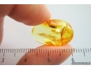 Rare Pleasing fungus beetle Erotylidae. Fossil inclusion in Baltic amber #14164