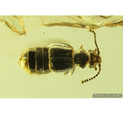 Rare Rove Beetle Staphylinidae Pselaphinae. Fossil insect Ukrainian Rovno amber #14165R