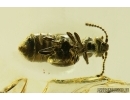 Rare Rove Beetle Staphylinidae Pselaphinae. Fossil insect Ukrainian Rovno amber #14165R