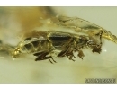 Rare Rove Beetle Staphylinidae Pselaphinae. Fossil insect Ukrainian Rovno amber #14165R