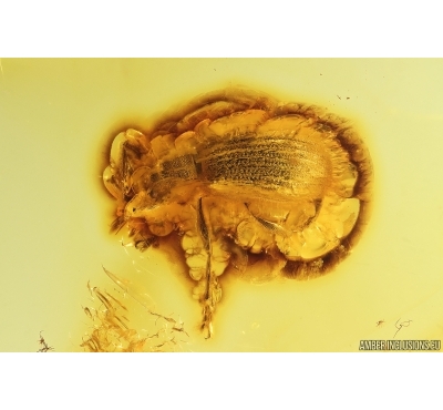 Broad-nosed Weevil Beetle Curculionidae Entiminae. Fossil insect in Baltic amber #14166