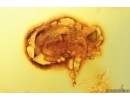 Broad-nosed Weevil Beetle Curculionidae Entiminae. Fossil insect in Baltic amber #14166
