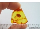 Broad-nosed Weevil Beetle Curculionidae Entiminae. Fossil insect in Baltic amber #14166