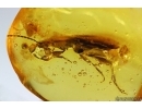 Ground beetle Carabidae. Fossil insect in Baltic amber #14167