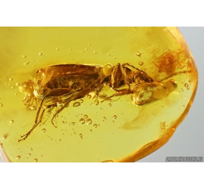 Ground beetle Carabidae. Fossil insect in Baltic amber #14167