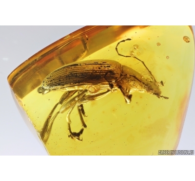 Very Nice Big Darkling beetle Tenebrionidae Alleculinae. Fossil insect in Baltic amber #14168