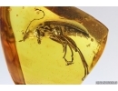 Very Nice Big Darkling beetle Tenebrionidae Alleculinae. Fossil insect in Baltic amber #14168