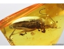 Very Nice Big Darkling beetle Tenebrionidae Alleculinae. Fossil insect in Baltic amber #14168