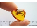 Very Nice Big Darkling beetle Tenebrionidae Alleculinae. Fossil insect in Baltic amber #14168