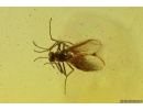 Click beetle Elateroidea and True midge Chironomidae. Fossil inclusions Ukrainian Rovno amber #14170R