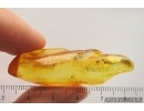 Click beetle Elateroidea and True midge Chironomidae. Fossil inclusions Ukrainian Rovno amber #14170R