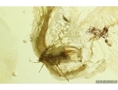 Whitefly Aleyrodidae. Fossil inclusion Ukrainian Rovno amber #14171R