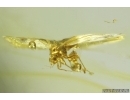Whitefly Aleyrodidae. Fossil inclusion Ukrainian Rovno amber #14172R