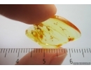 Whitefly Aleyrodidae. Fossil inclusion Ukrainian Rovno amber #14172R