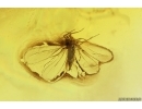 Whitefly Aleyrodidae. Fossil inclusion Ukrainian Rovno amber #14173R