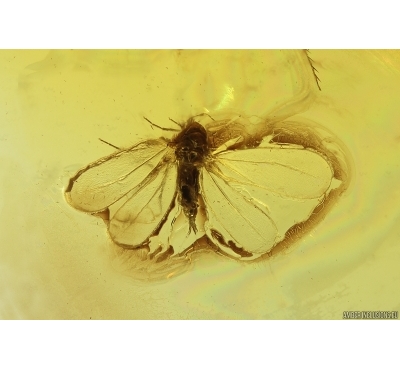 Whitefly Aleyrodidae. Fossil inclusion Ukrainian Rovno amber #14173R