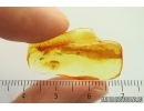 Whitefly Aleyrodidae. Fossil inclusion Ukrainian Rovno amber #14173R