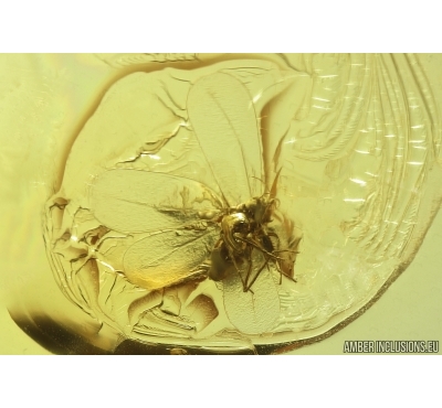 Whitefly Aleyrodidae. Fossil inclusion Ukrainian Rovno amber #14174R