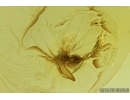 Whitefly Aleyrodidae. Fossil inclusion Ukrainian Rovno amber #14174R