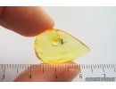 Whitefly Aleyrodidae and More. Fossil inclusions Ukrainian Rovno amber #14175R
