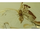Whitefly Aleyrodidae and More. Fossil inclusions Ukrainian Rovno amber #14175R