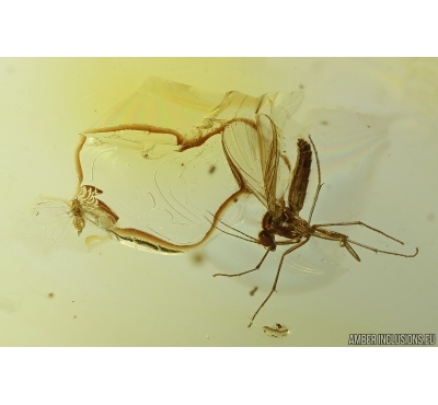 Whitefly Aleyrodidae and More. Fossil inclusions Ukrainian Rovno amber #14175R