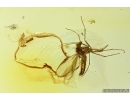 Whitefly Aleyrodidae and More. Fossil inclusions Ukrainian Rovno amber #14175R