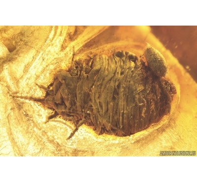 Coccid Larva. Fossil insect in Baltic amber #14176