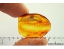 Coccid Larva. Fossil insect in Baltic amber #14176