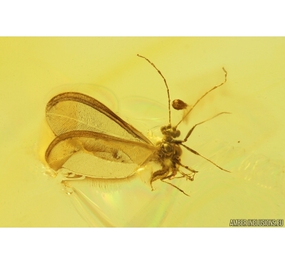 Nice Winged Coccid, Coccoidea. Fossil insect in Baltic amber #14177